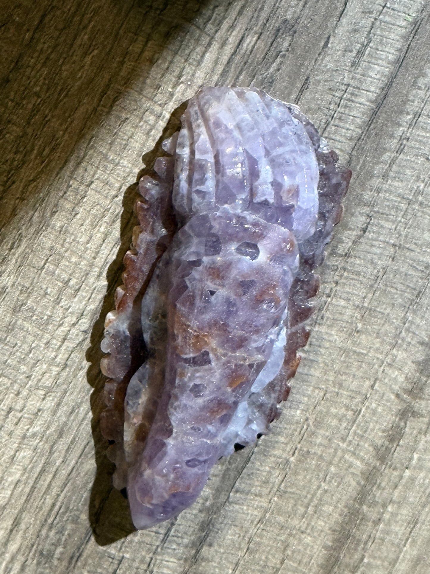 C12-79 Amethyst Squid