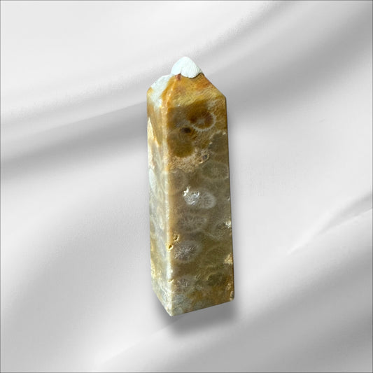 C12-97 Fossilized Coral No. 2