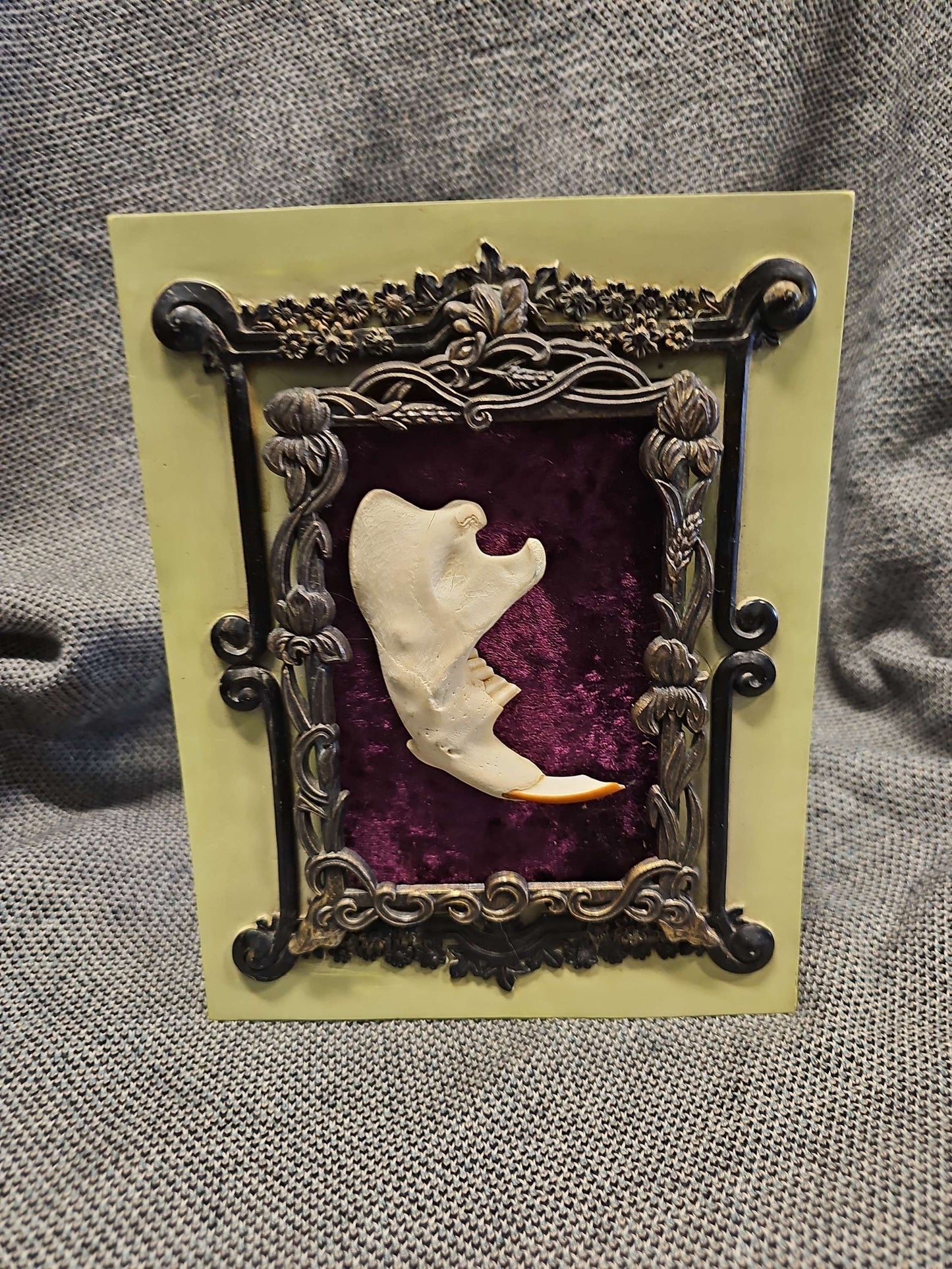 Beaver Jaw Bone Purple Velvet Frame #649 image 0