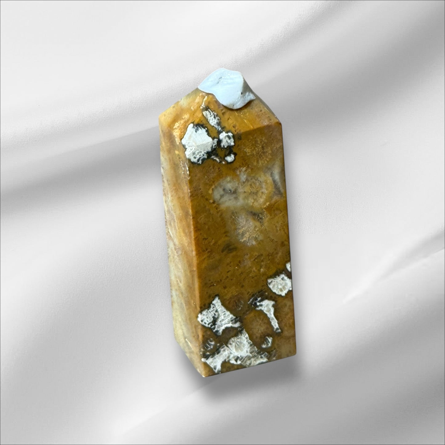 C12-96 Fossilized Coral No. 1