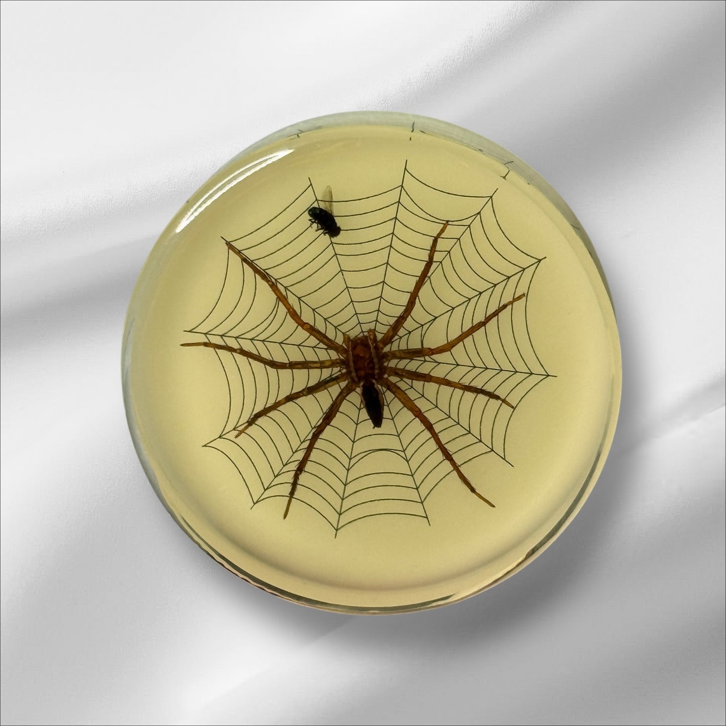 Resin Glow Spider