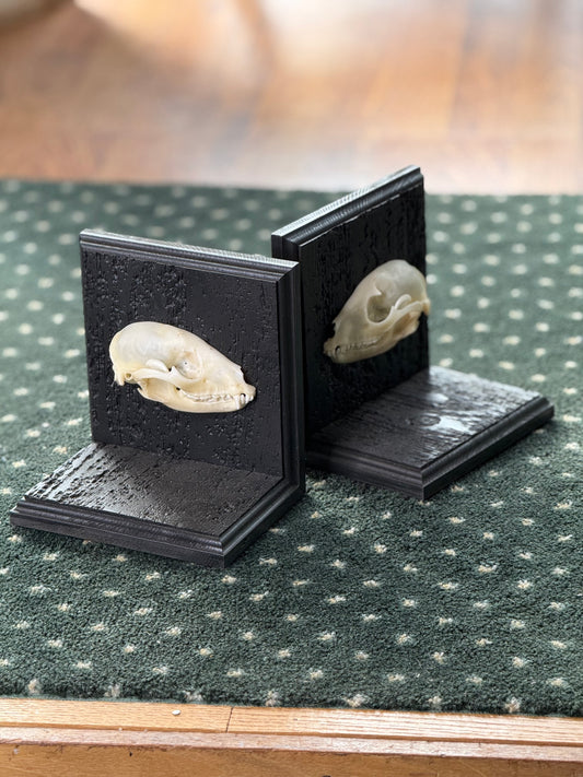 Bookends with Real bone Skull