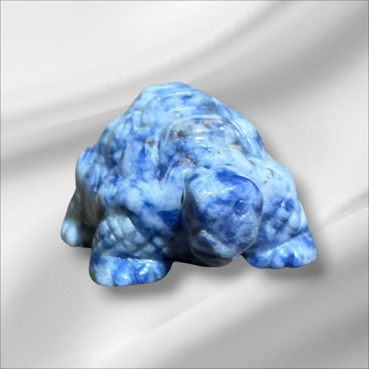 Blue Spotted Jasper Tortoise