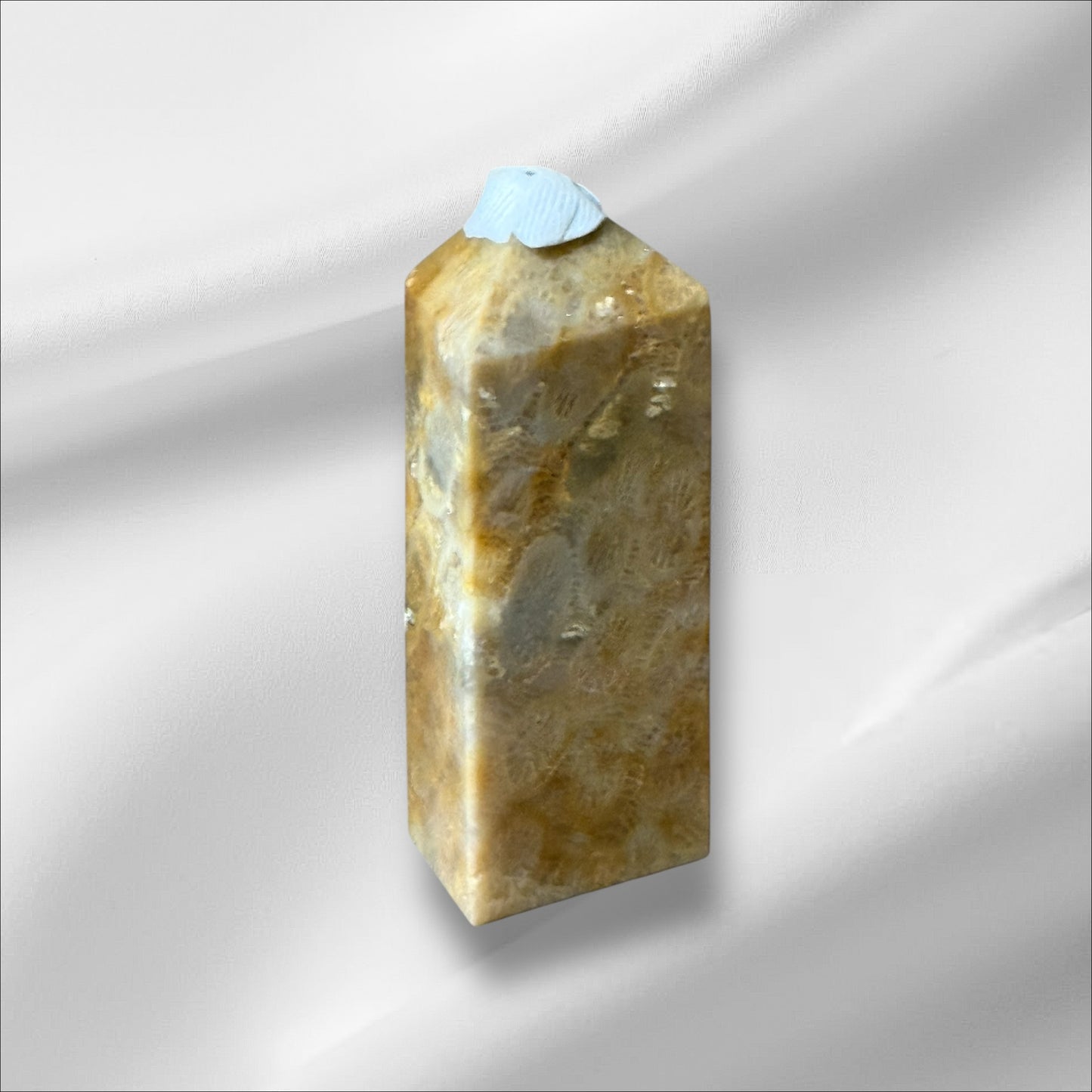 C12-96 Fossilized Coral No. 1