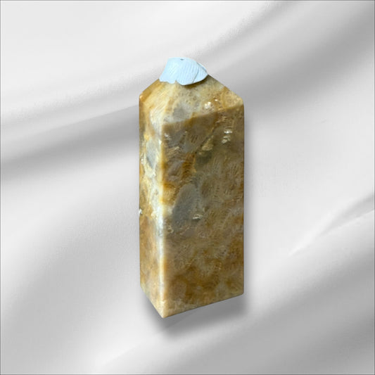 C12-96 Fossilized Coral No. 1