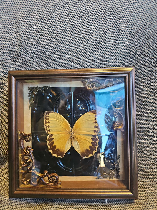 Tan Butterfly Bronze Square #626 image 0