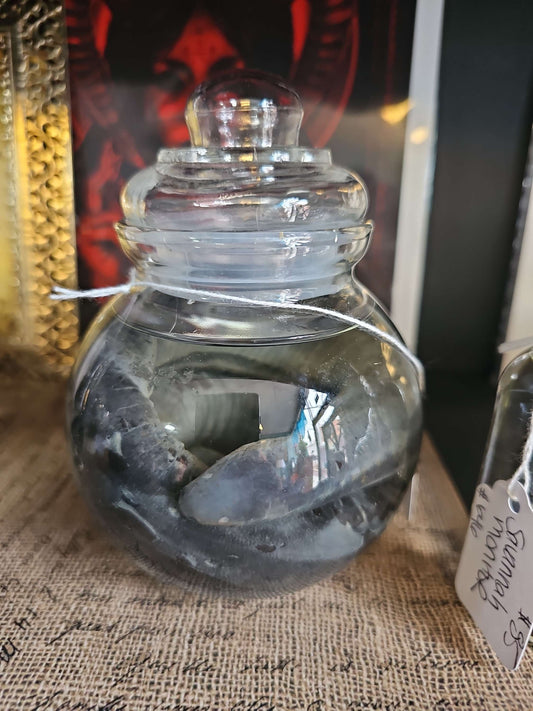 Caecilian *Venomous & Rare* #637 image 0